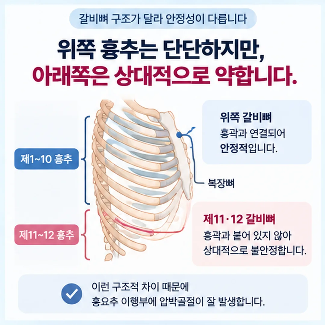 위쪽 갈비뼈는 흉곽과 이어지고 제11·12 갈비뼈는 앞에서 떨어져 있어 흉요추 이행부가 덜 단단한 구조를 보여 주는 그림