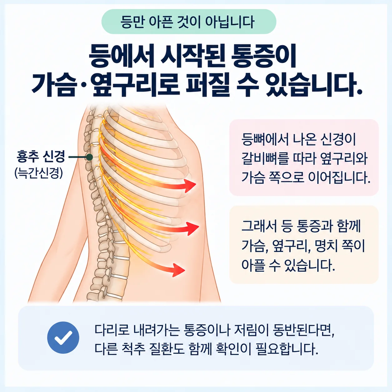 등뼈에서 나온 신경이 갈비뼈를 따라 옆구리와 앞가슴으로 이어지는 경로를 몸통 단면으로 그린 그림